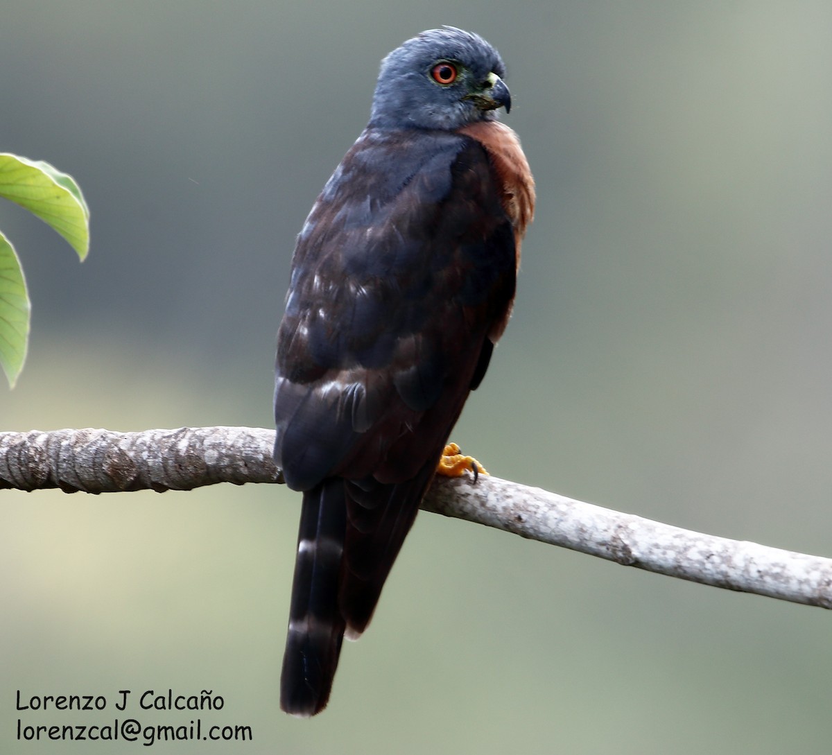 Double-toothed Kite - ML194610511