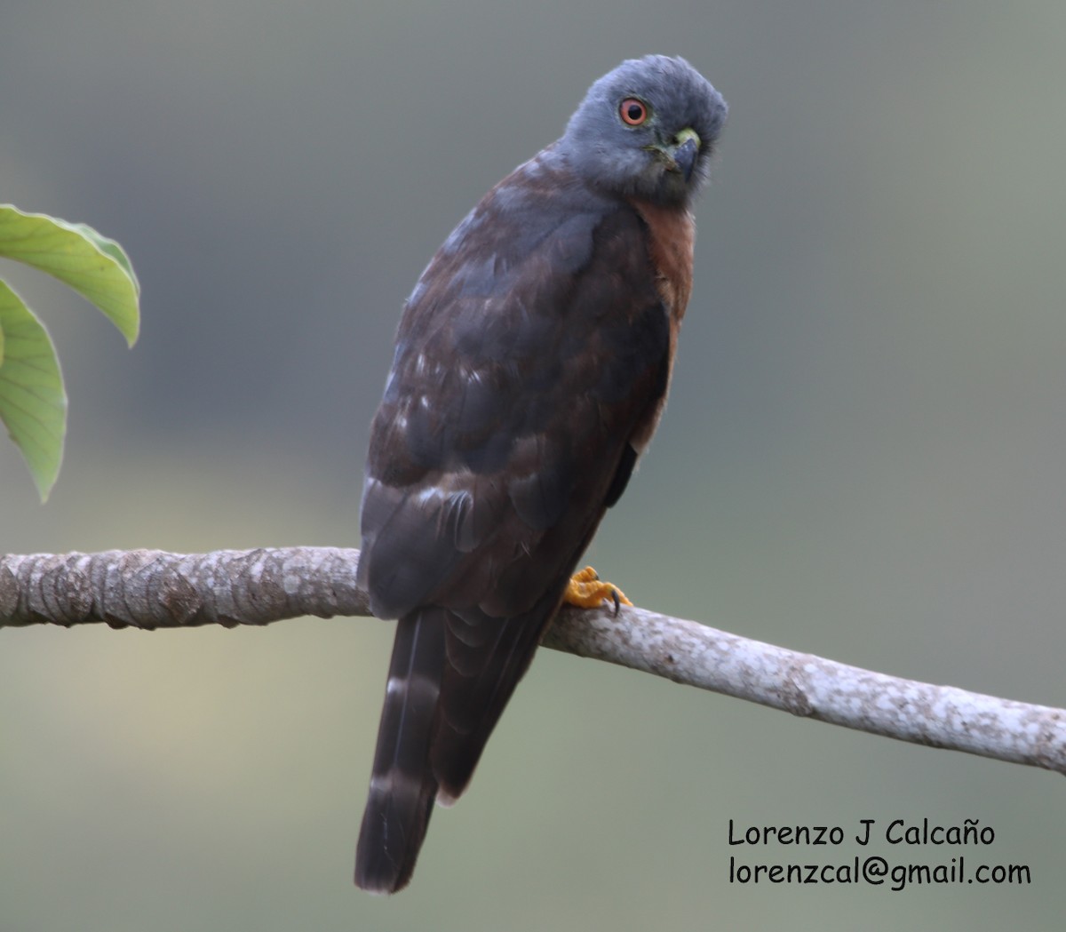 Double-toothed Kite - ML194610541