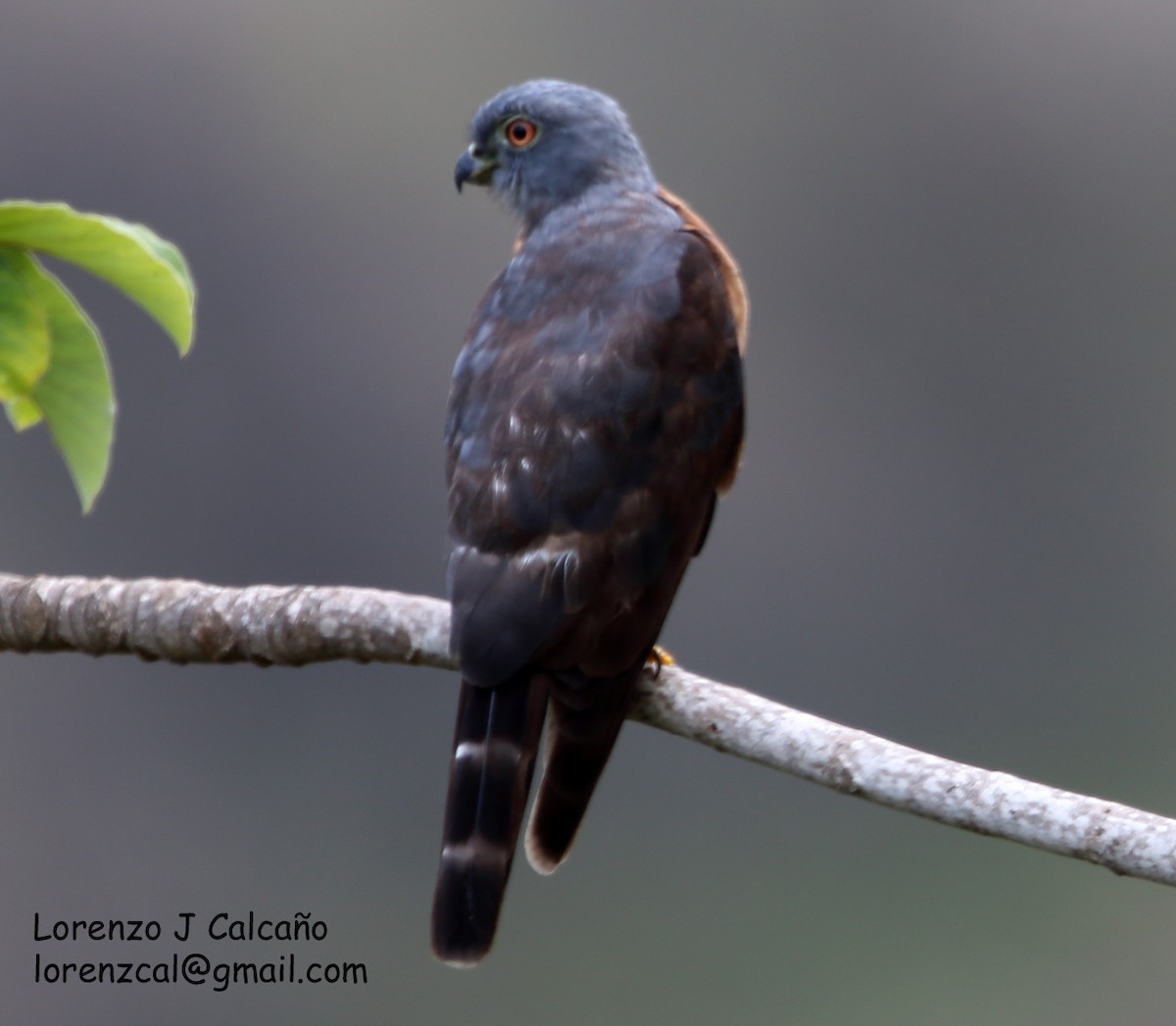 Double-toothed Kite - Lorenzo Calcaño