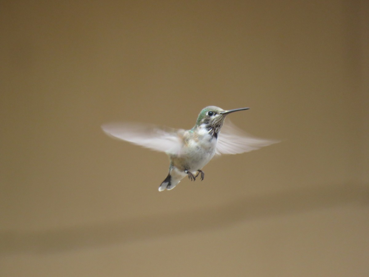 Calliope Hummingbird - ML194615081