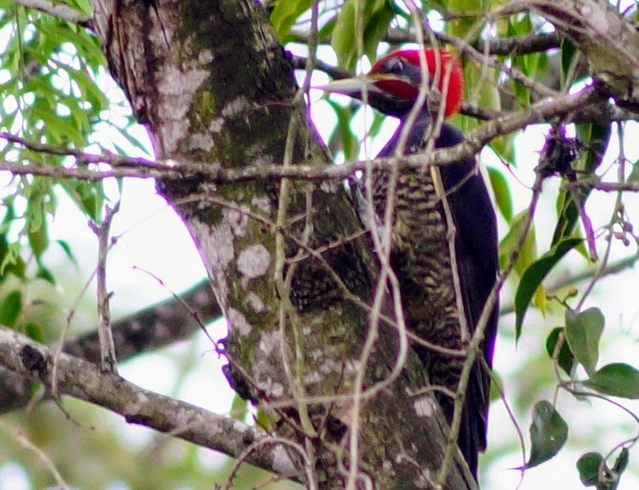 Lineated Woodpecker - ML194616411