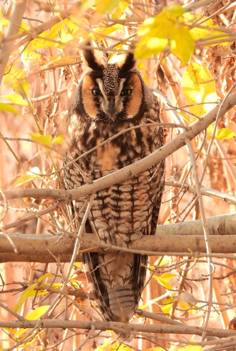 Long-eared Owl - Michael James