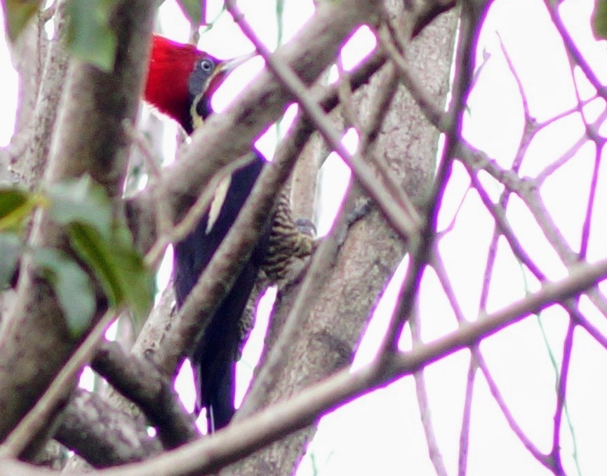 Lineated Woodpecker - ML194616551