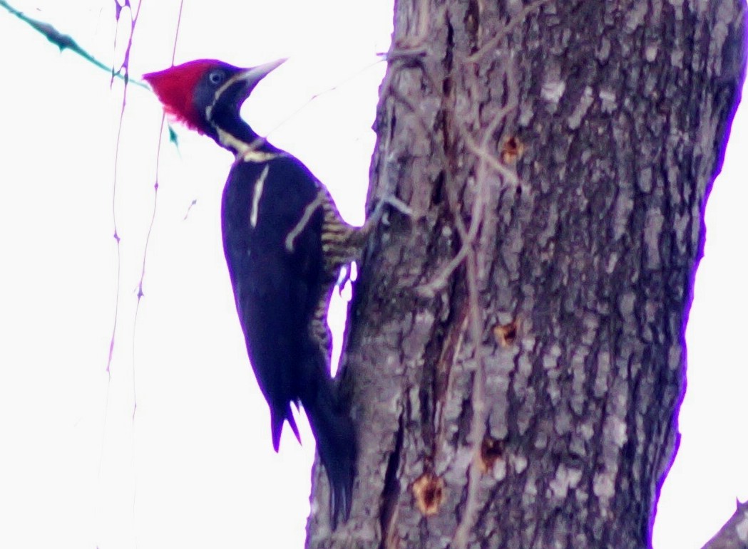 Lineated Woodpecker - ML194616701