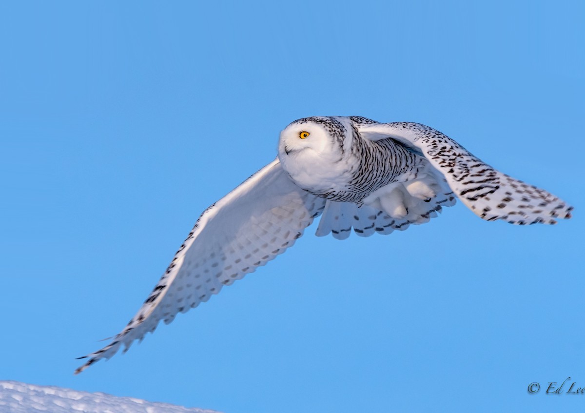 Snowy Owl - ML194618121