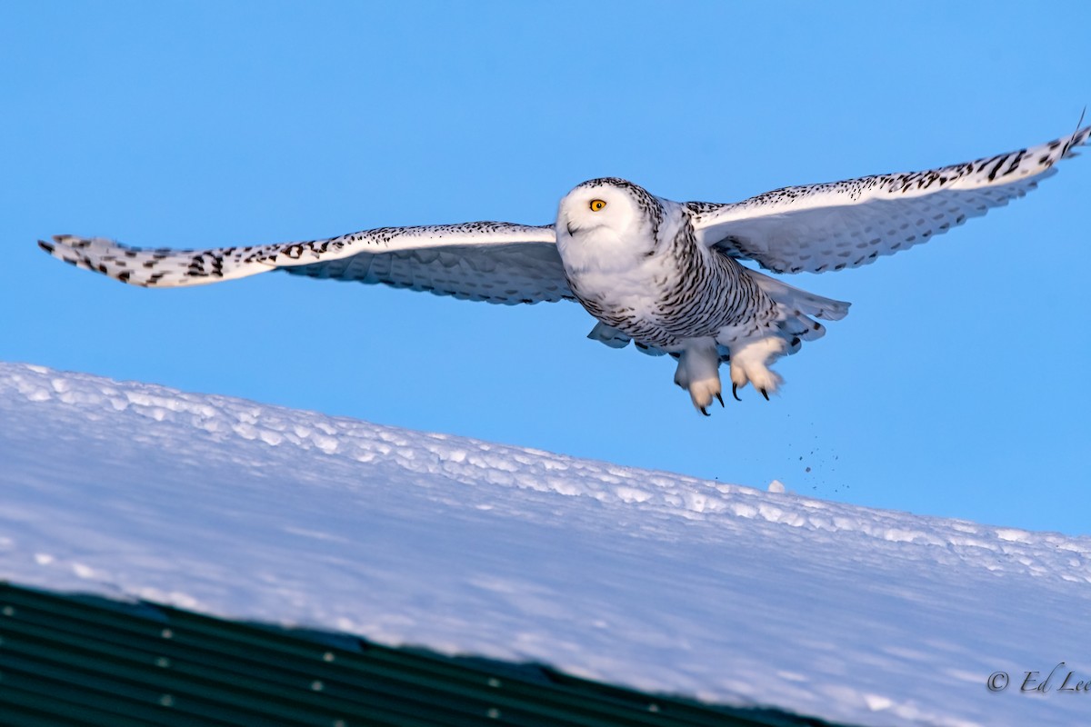 Snowy Owl - ML194618301
