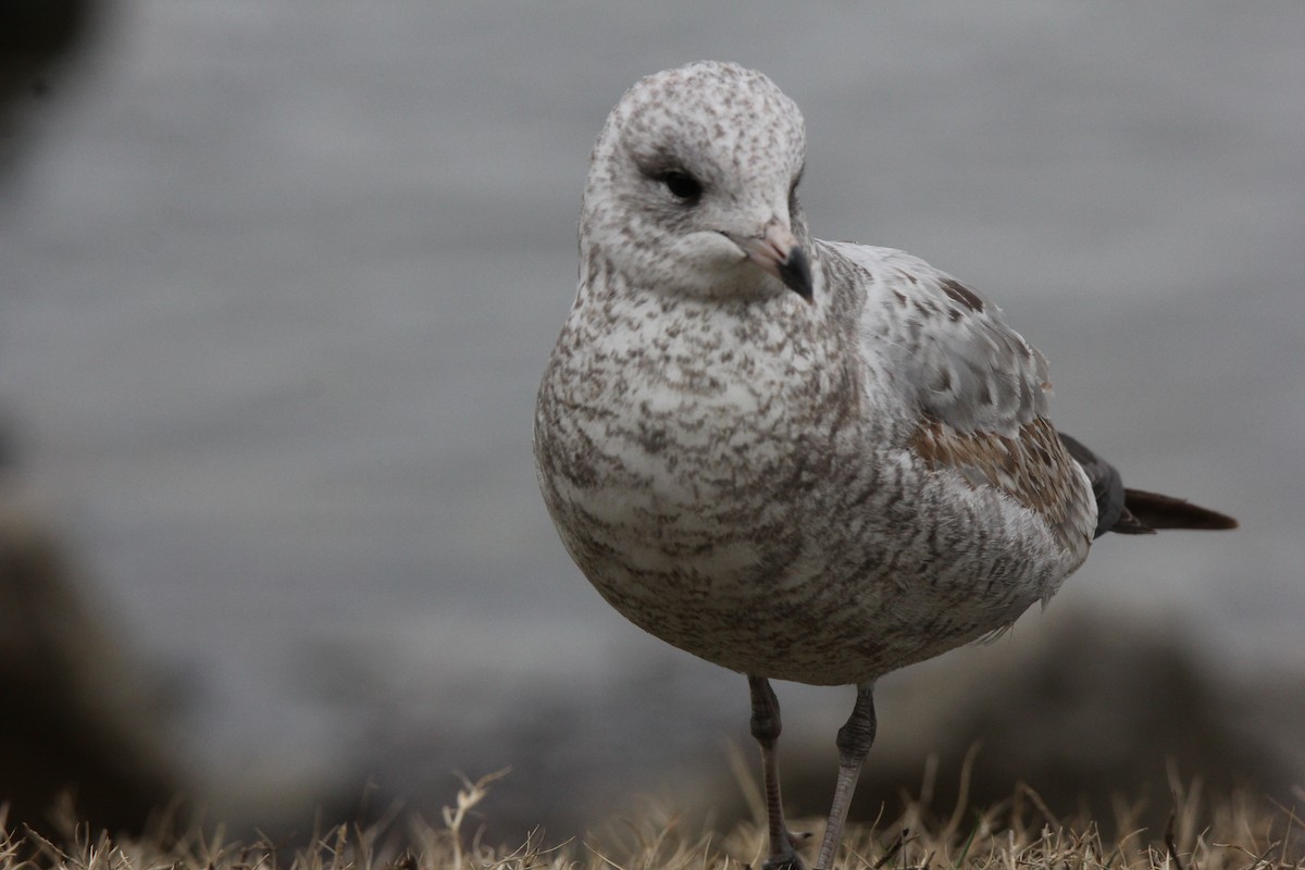 Ring-billed Gull - sharon arnold