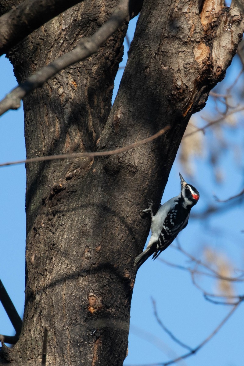 Hairy Woodpecker (Eastern) - Alex Lamoreaux