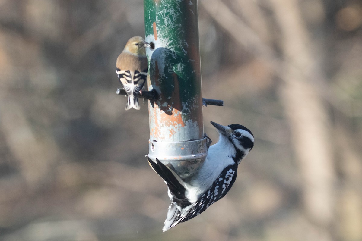 Hairy Woodpecker (Eastern) - ML194624531