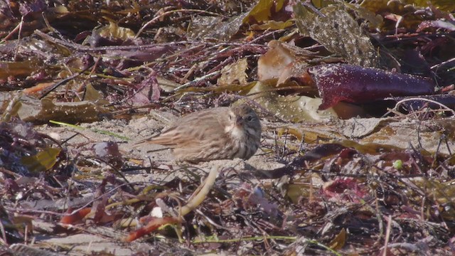 Savannah Sparrow (Large-billed) - ML194628601