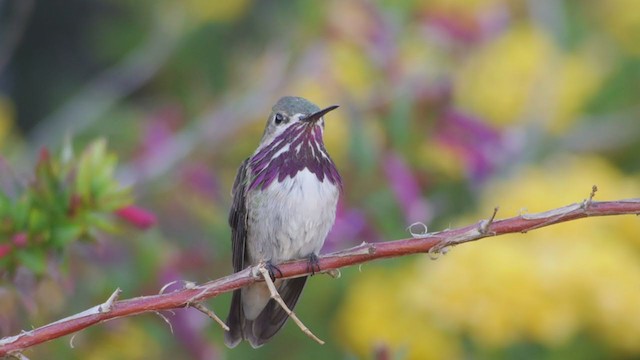 Calliope Hummingbird - ML194636231