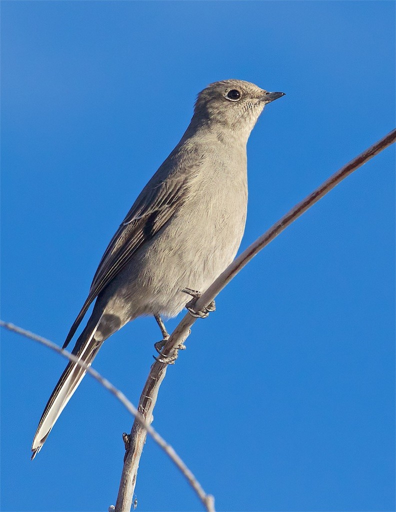 Townsend's Solitaire - ML194639641