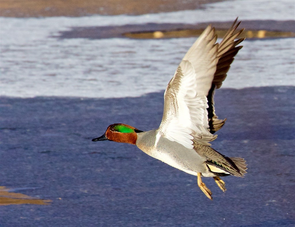 Green-winged Teal - ML194640201