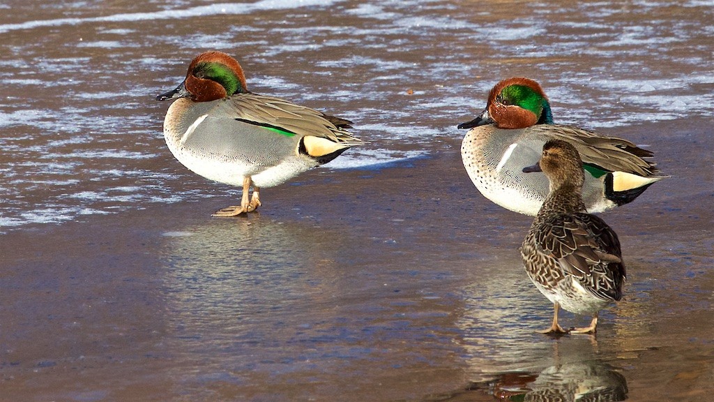 Green-winged Teal - ML194640211