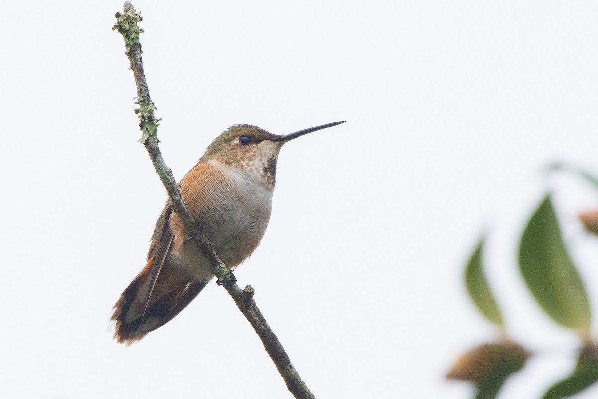 Rufous Hummingbird - Collin Stempien