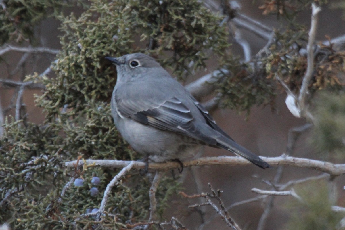 Townsend's Solitaire - ML194644721