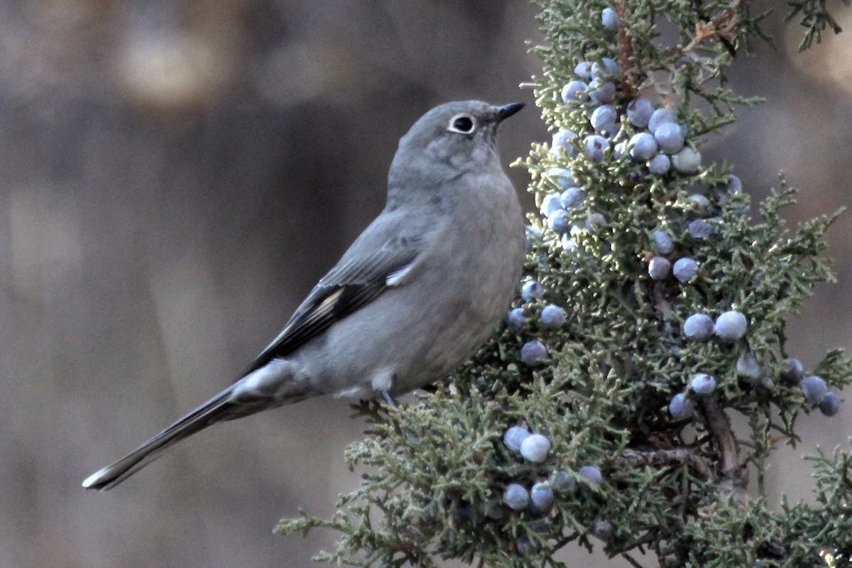 Townsend's Solitaire - ML194644751
