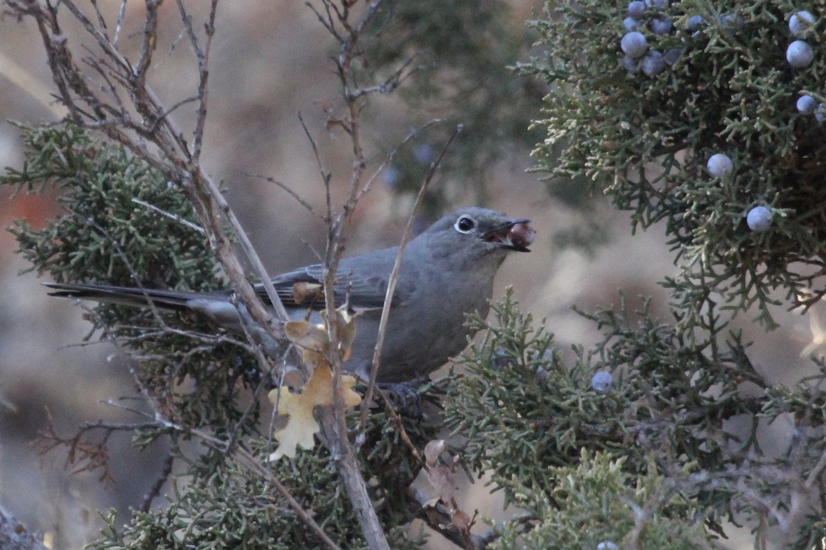 Townsend's Solitaire - ML194644771