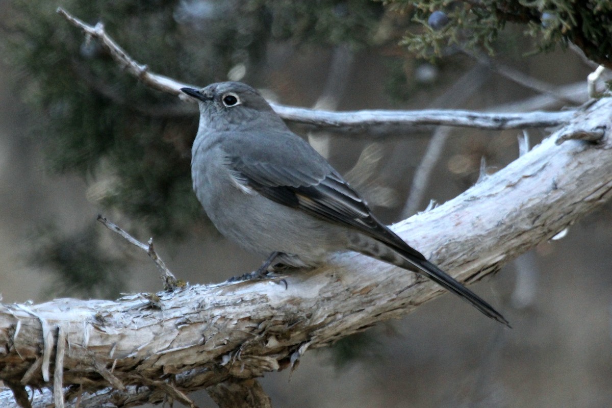 Townsend's Solitaire - ML194644841