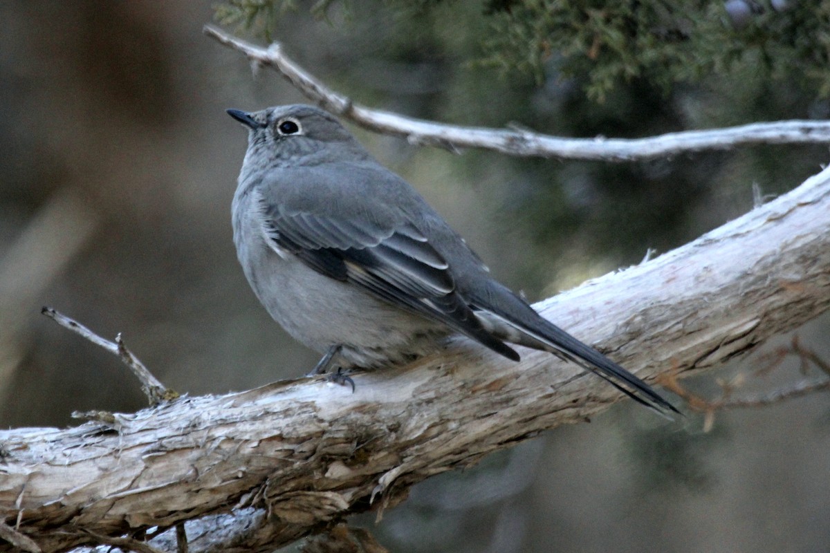 Townsend's Solitaire - ML194644851