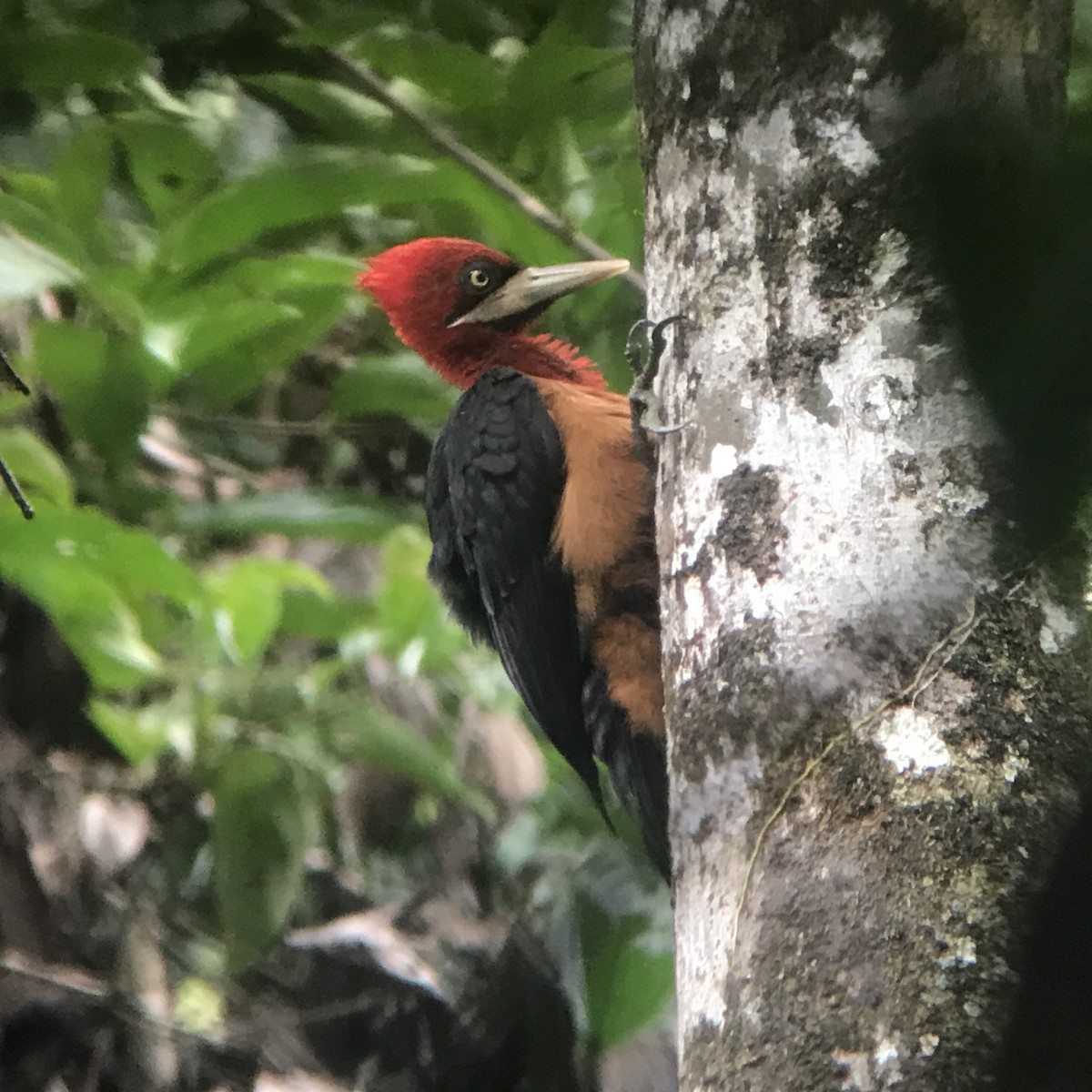 Red-necked Woodpecker - Christian Walker