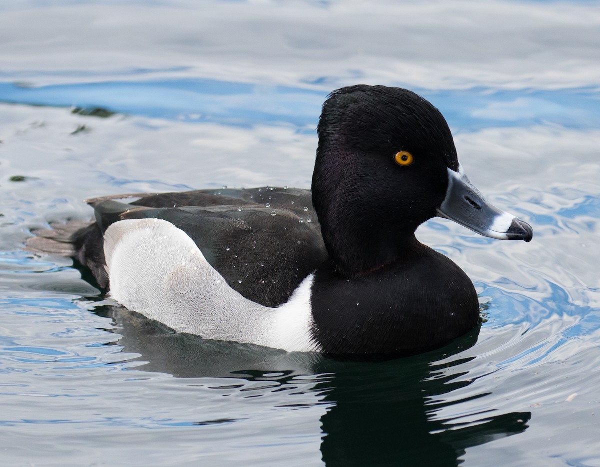 Ring-necked Duck - Teresa Palos