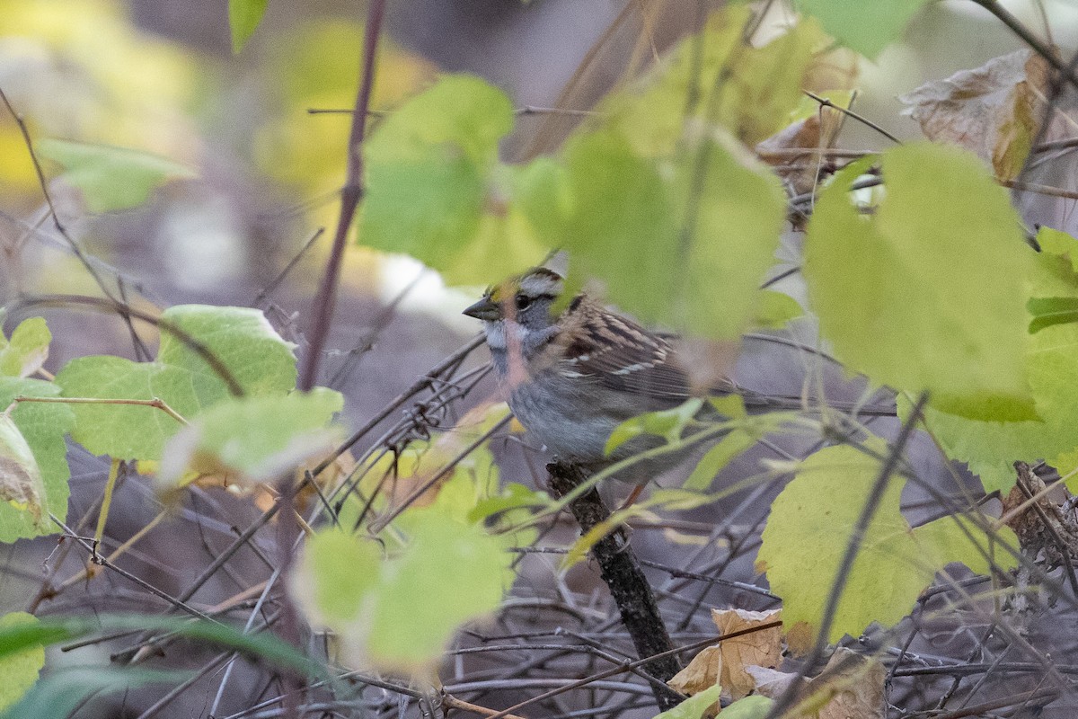 White-throated Sparrow - Mike Andersen