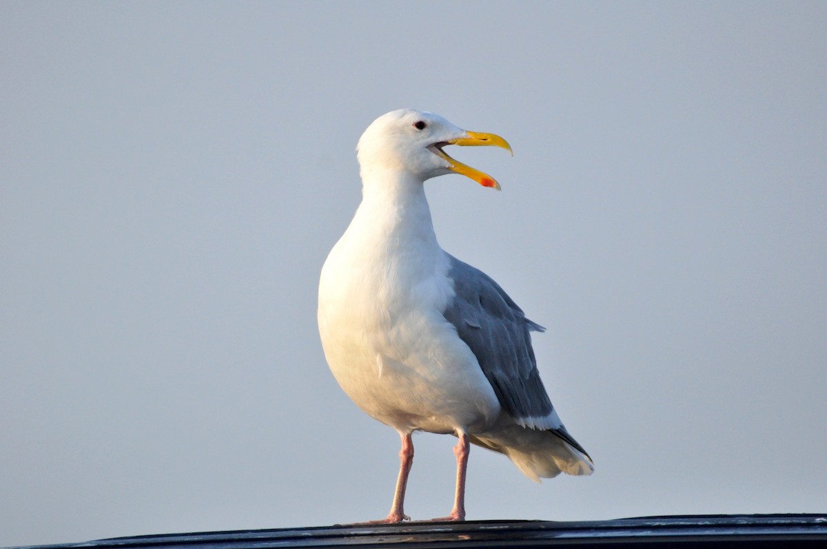 Glaucous-winged Gull - Oliver Patrick