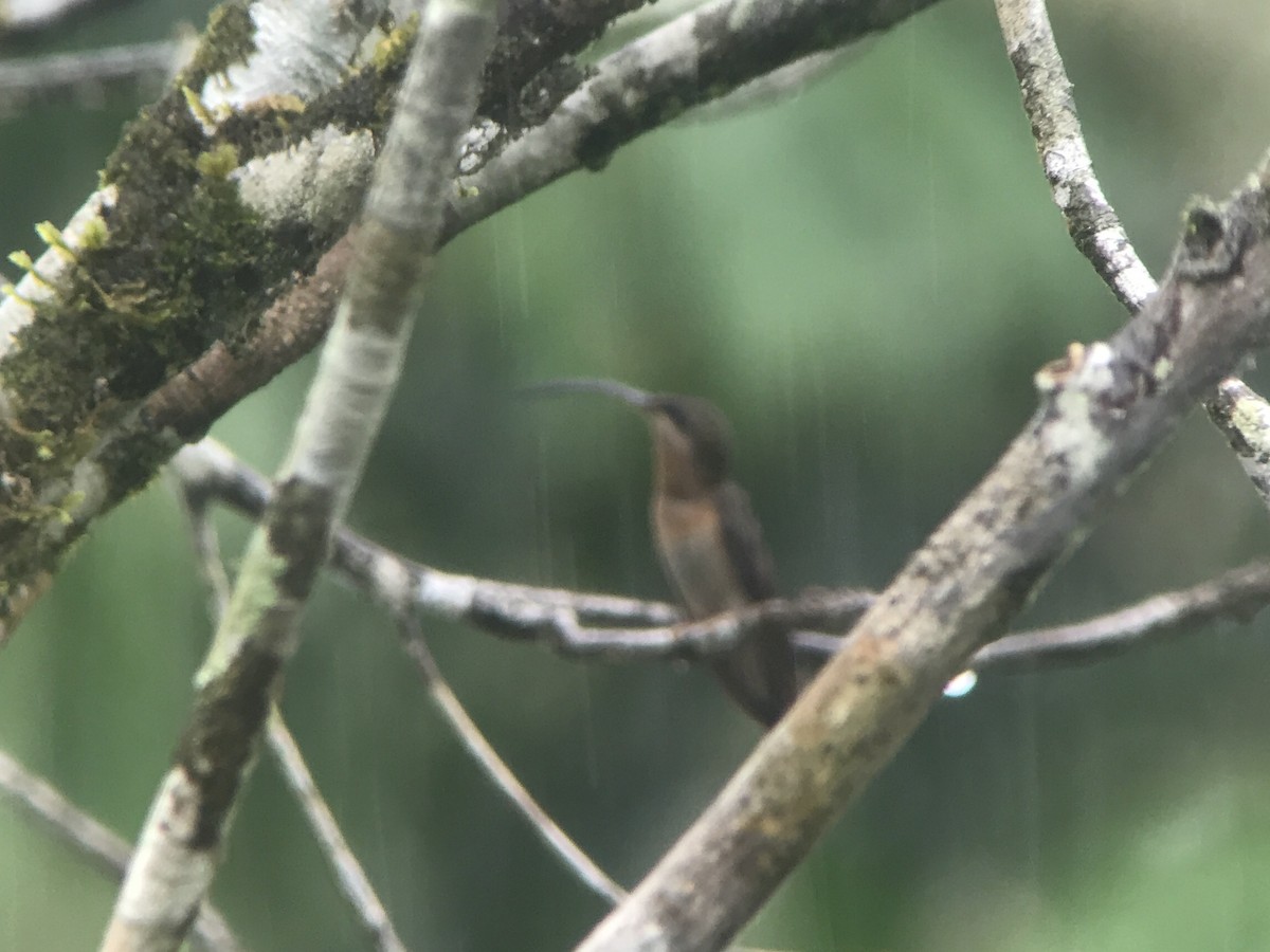 Rufous-breasted Hermit - Christian Walker