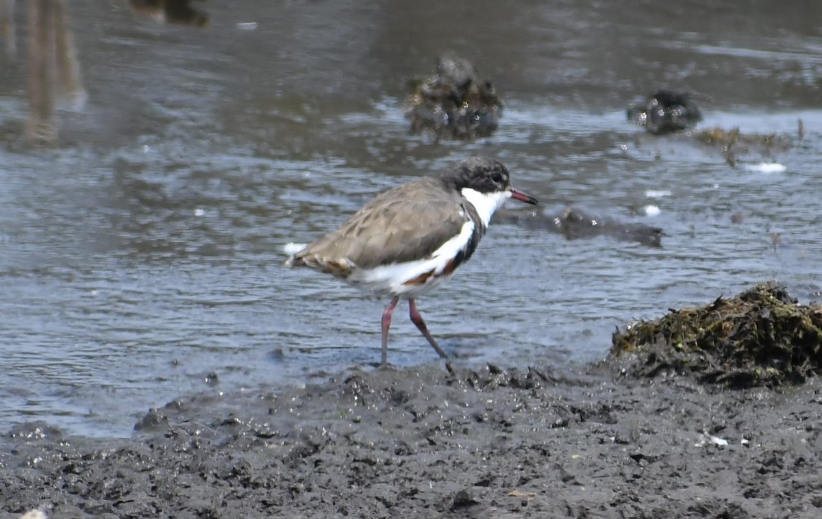 Red-kneed Dotterel - ML194648191