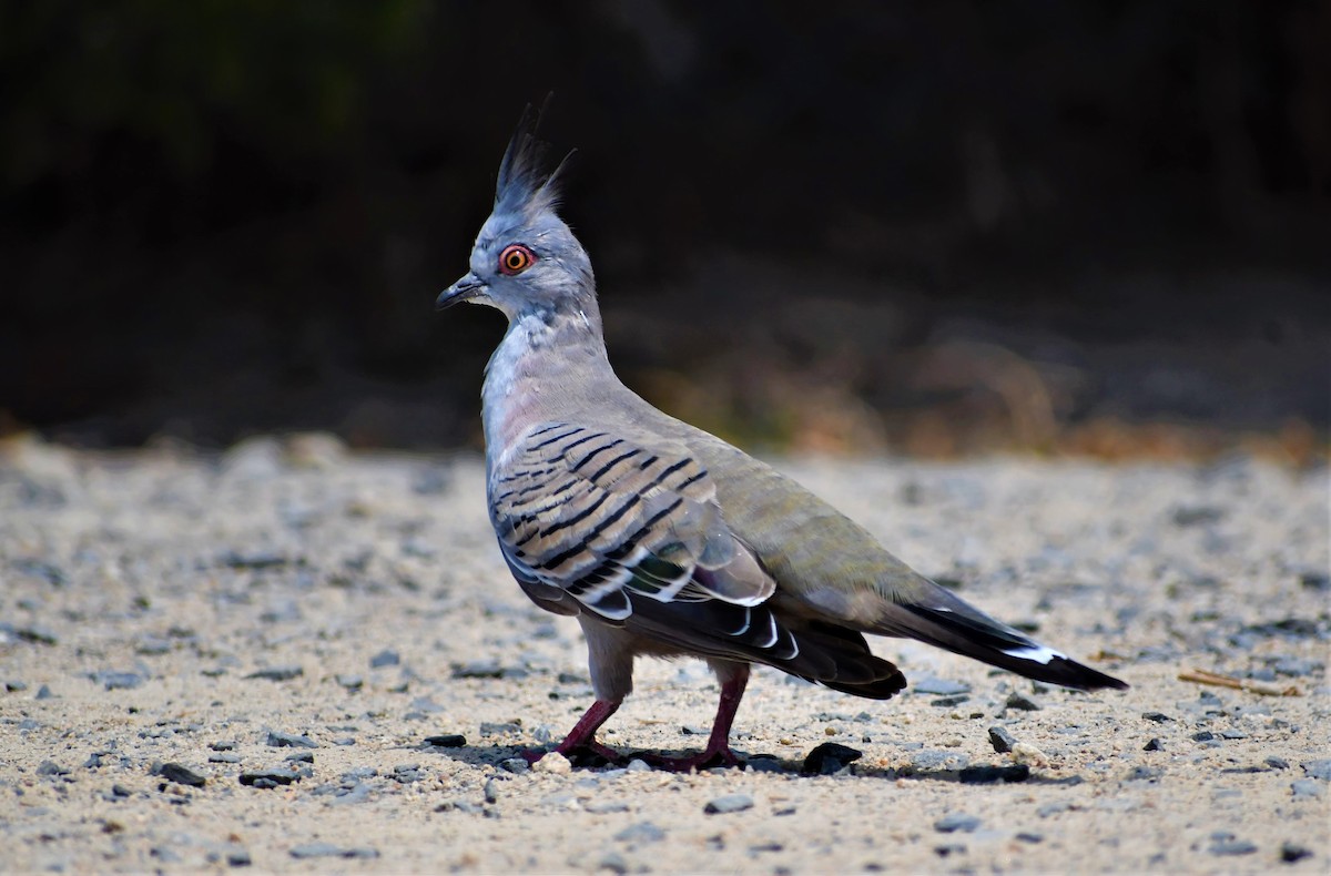 Crested Pigeon - ML194648491