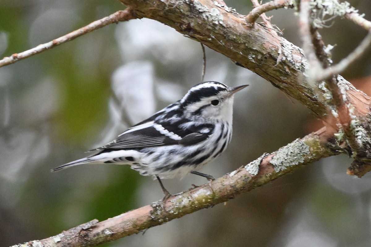 Black-and-white Warbler - ML194650221