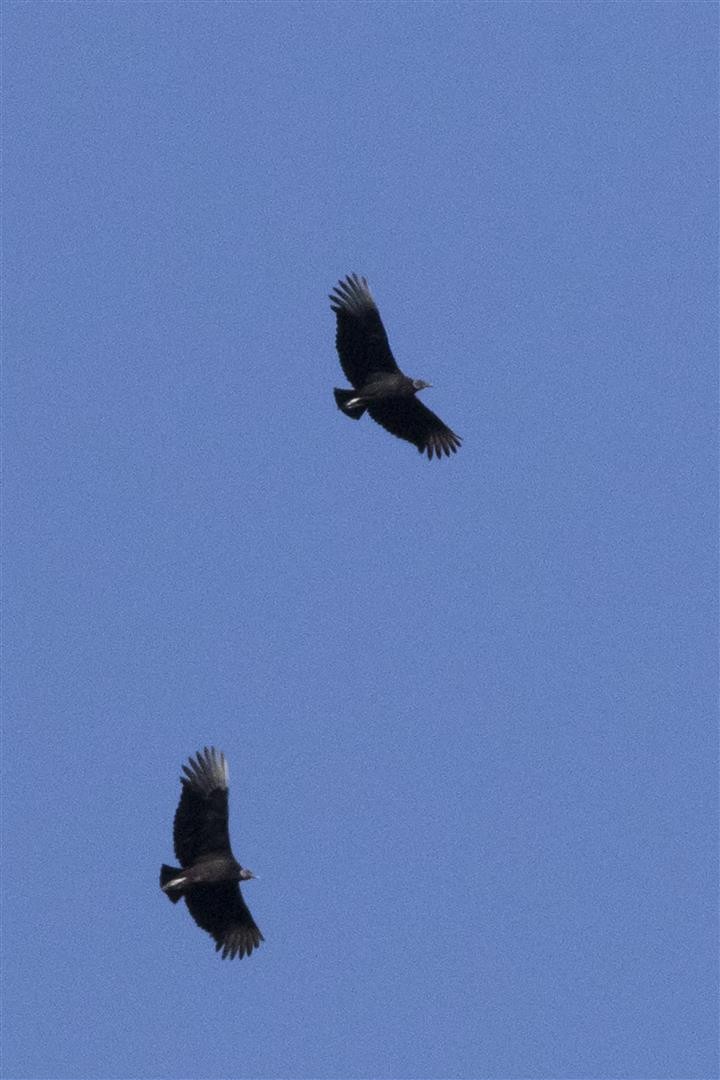 Black Vulture - ML194650391