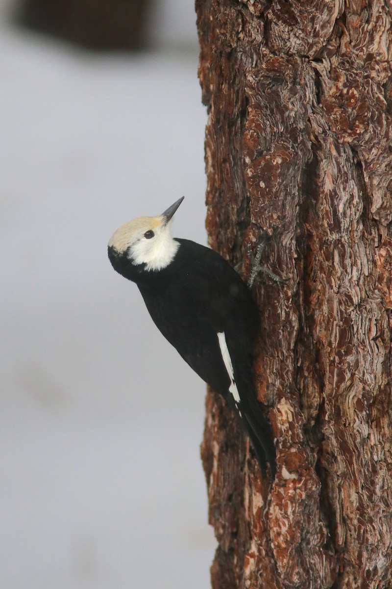 White-headed Woodpecker - Will Turner