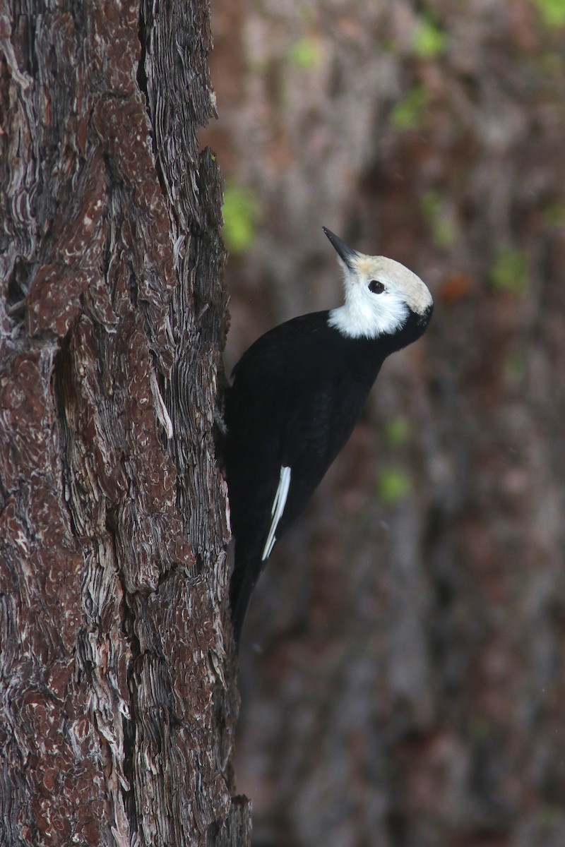 White-headed Woodpecker - ML194650781