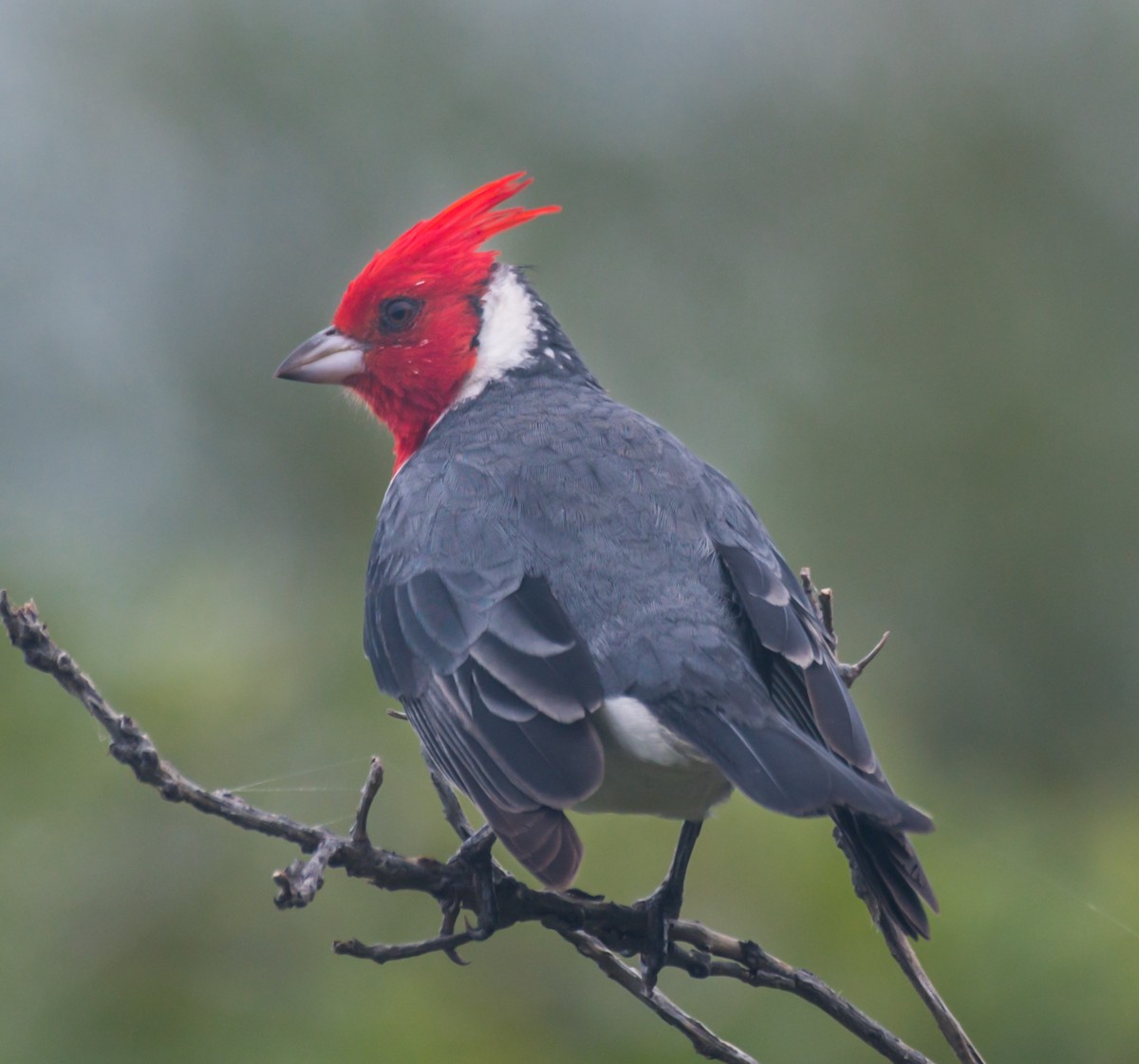 Red-crested Cardinal - ML194650961