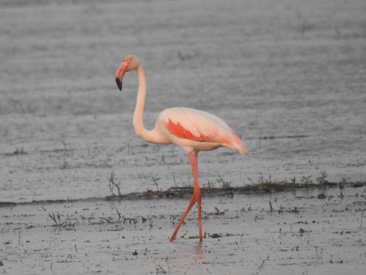 Greater Flamingo - ML194652341