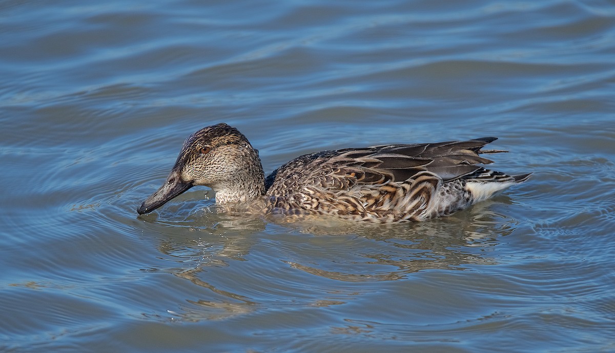 Green-winged Teal - ML194653211