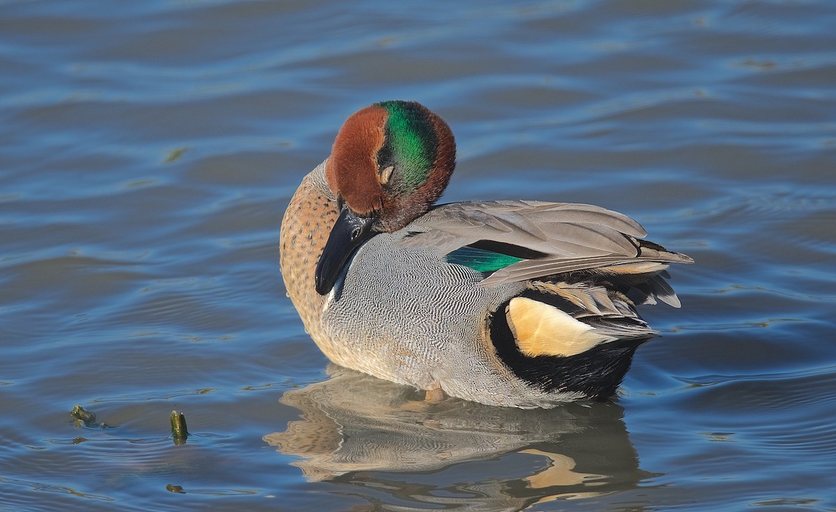 Green-winged Teal - ML194653221