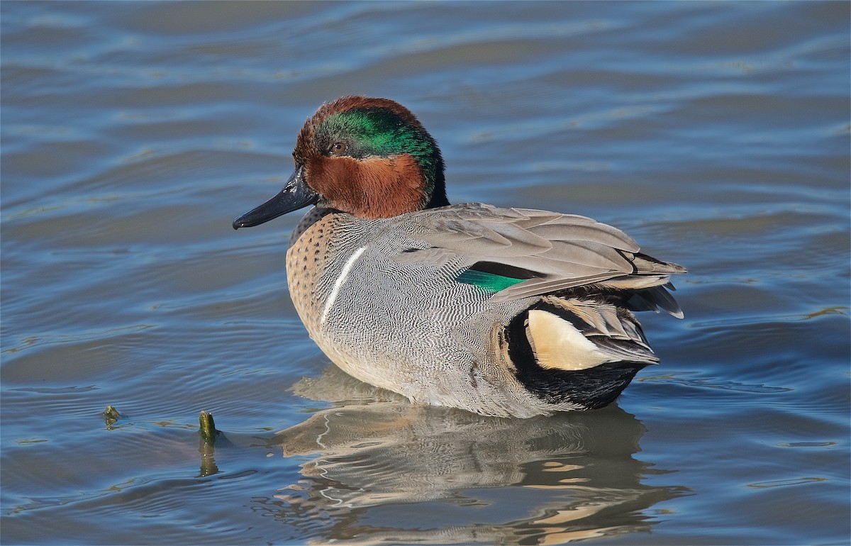 Green-winged Teal - ML194653241
