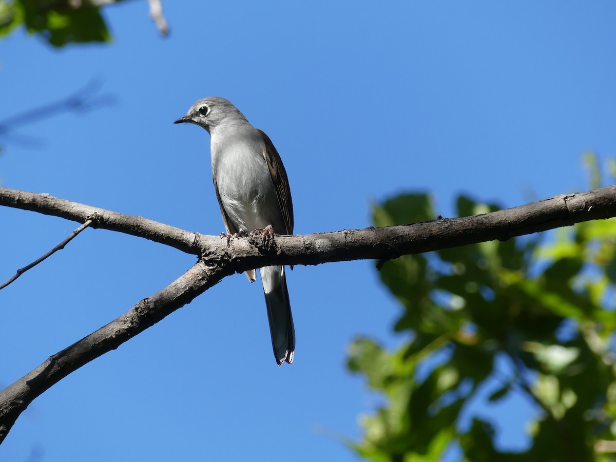 Brown-backed Solitaire - ML194653641