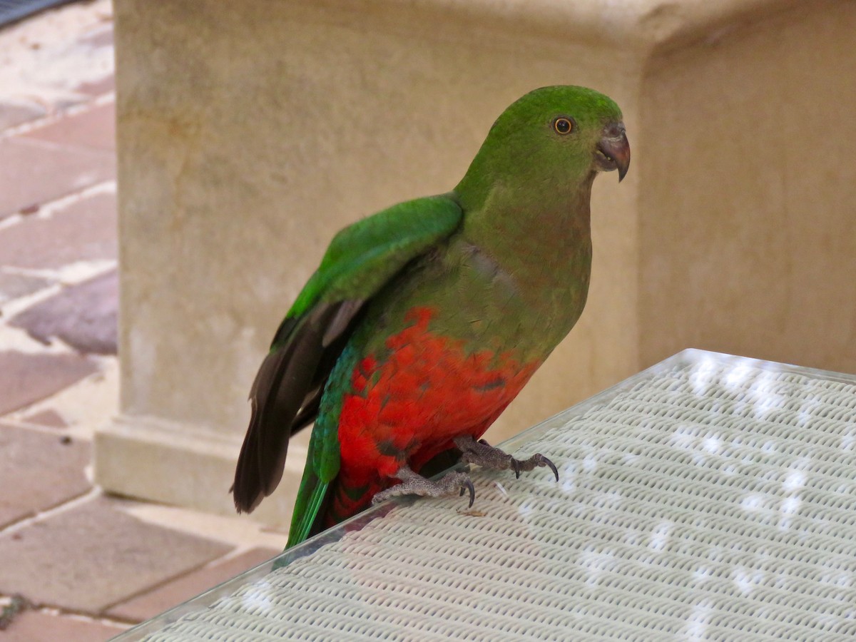 Australian King-Parrot - ML194655821