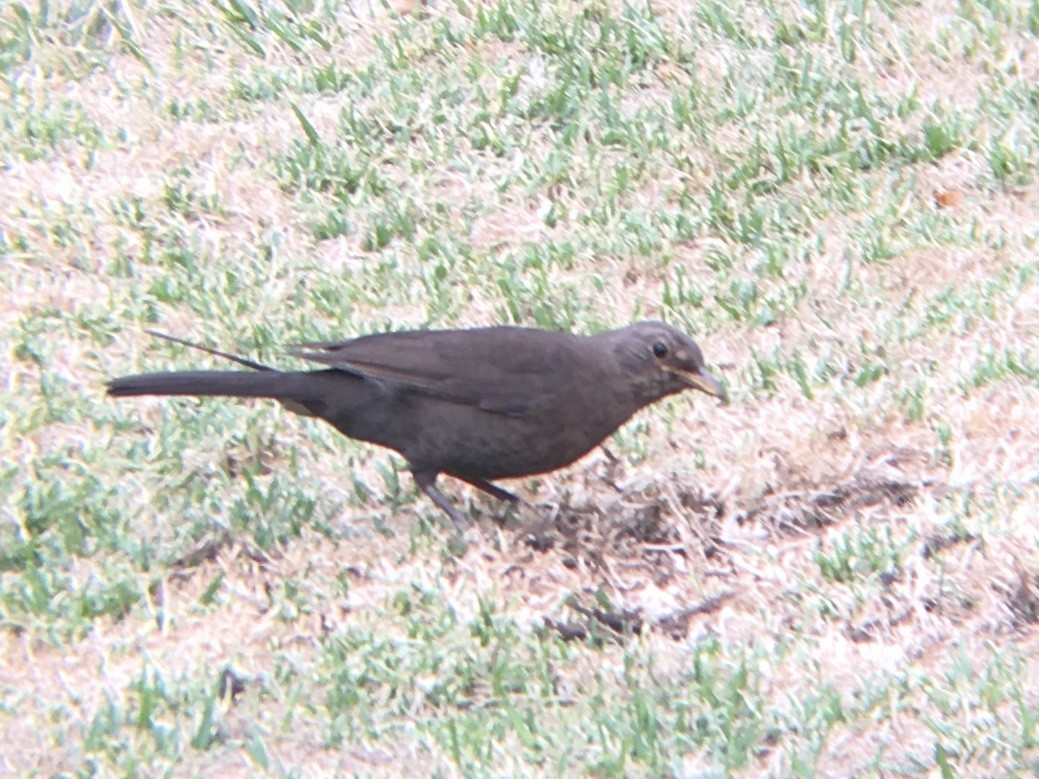 Eurasian Blackbird - ML194656651
