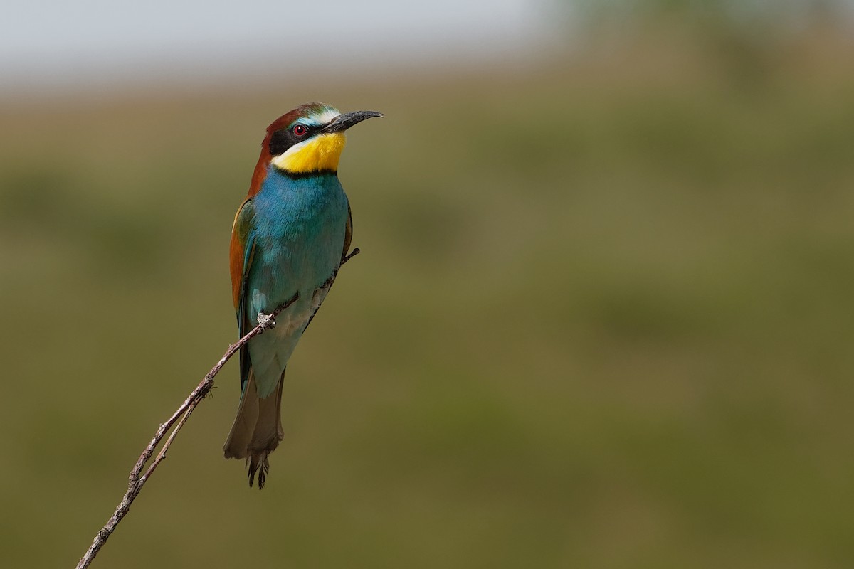 European Bee-eater - ML194659671