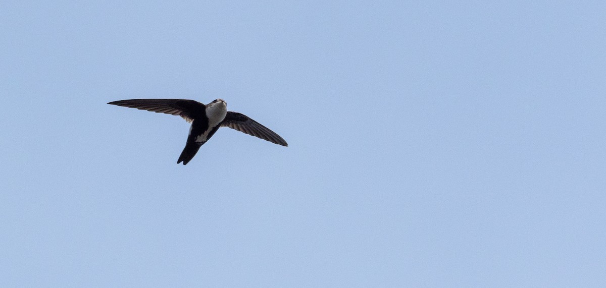 White-throated Swift - Forest Botial-Jarvis