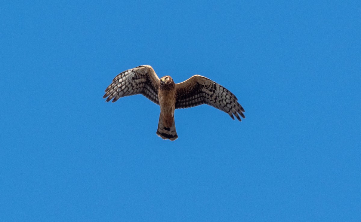 Northern Harrier - Forest Botial-Jarvis