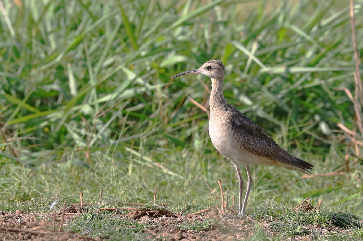 Little Curlew - ML194666501