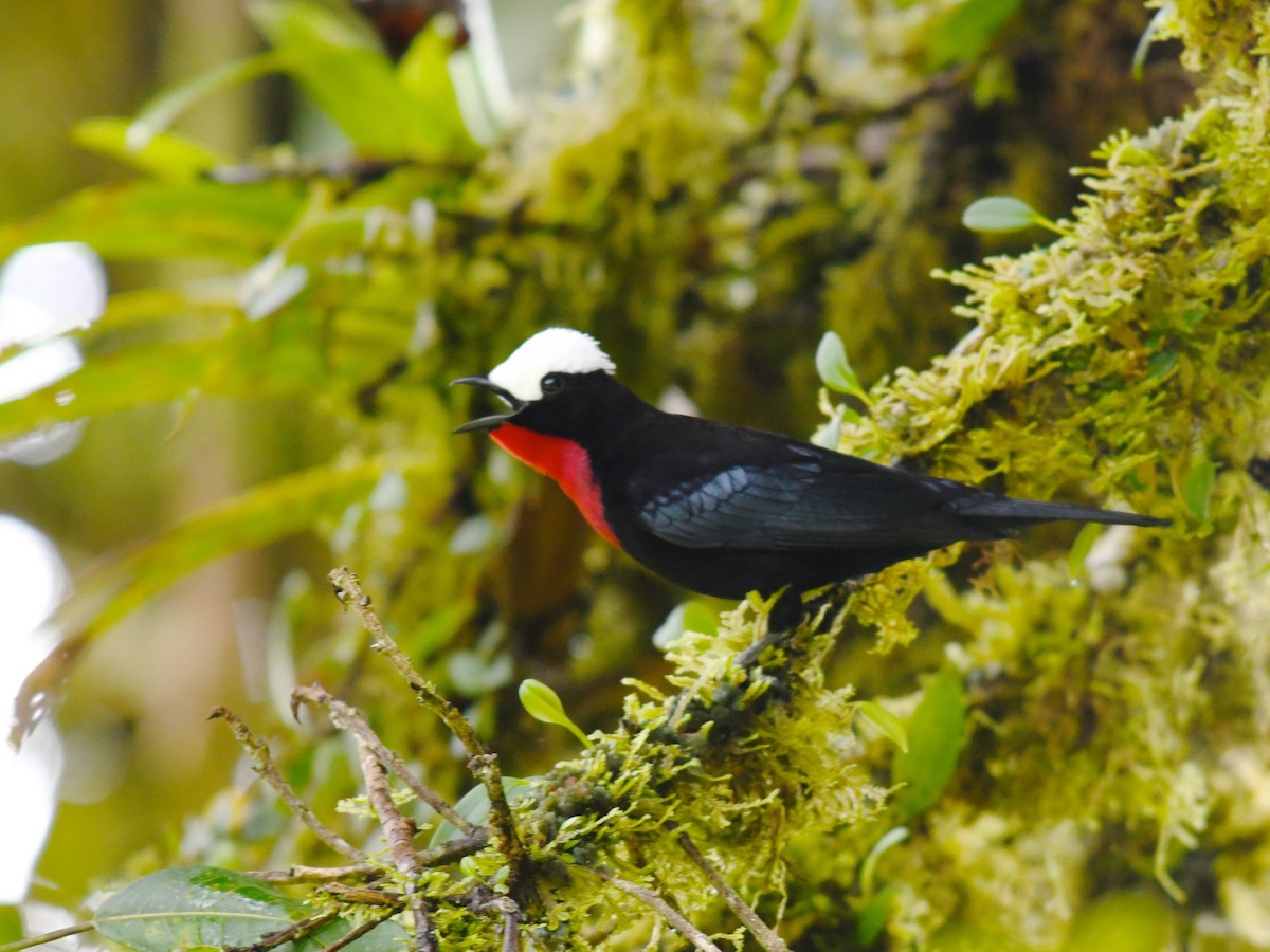 White-capped Tanager - ML194667121