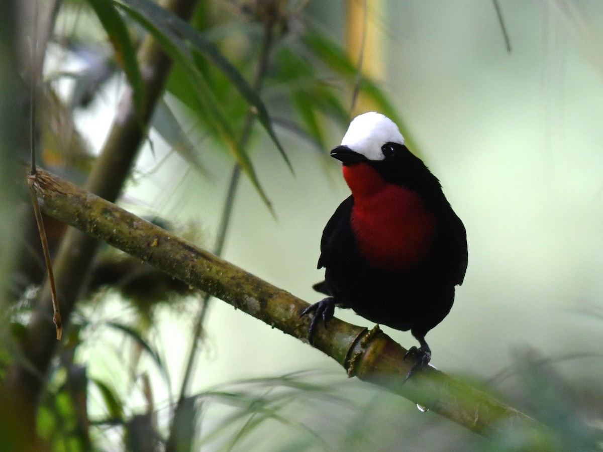 White-capped Tanager - ML194667151