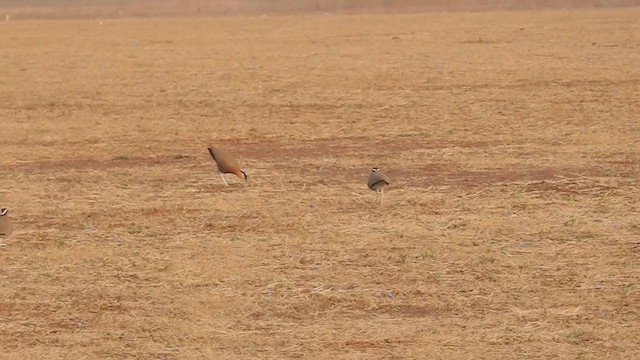 Indian Courser - ML194668151